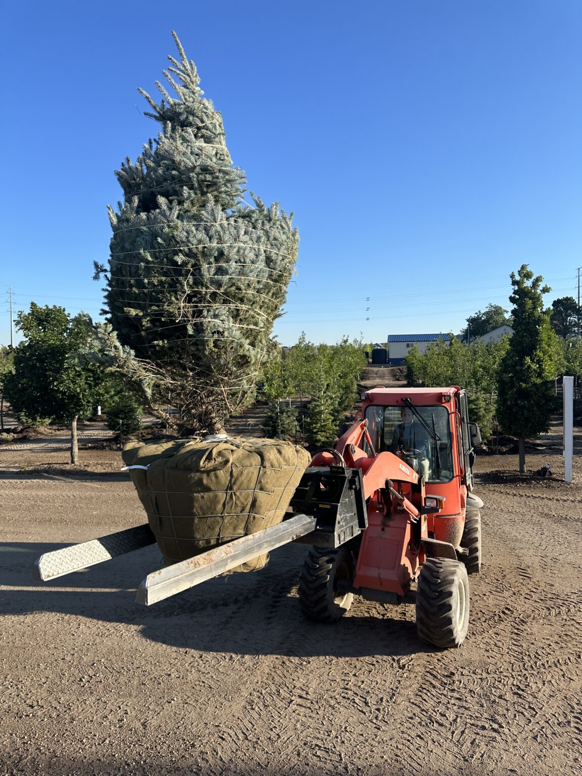 Employment Heidrich's Colorado Tree Farm Nursery